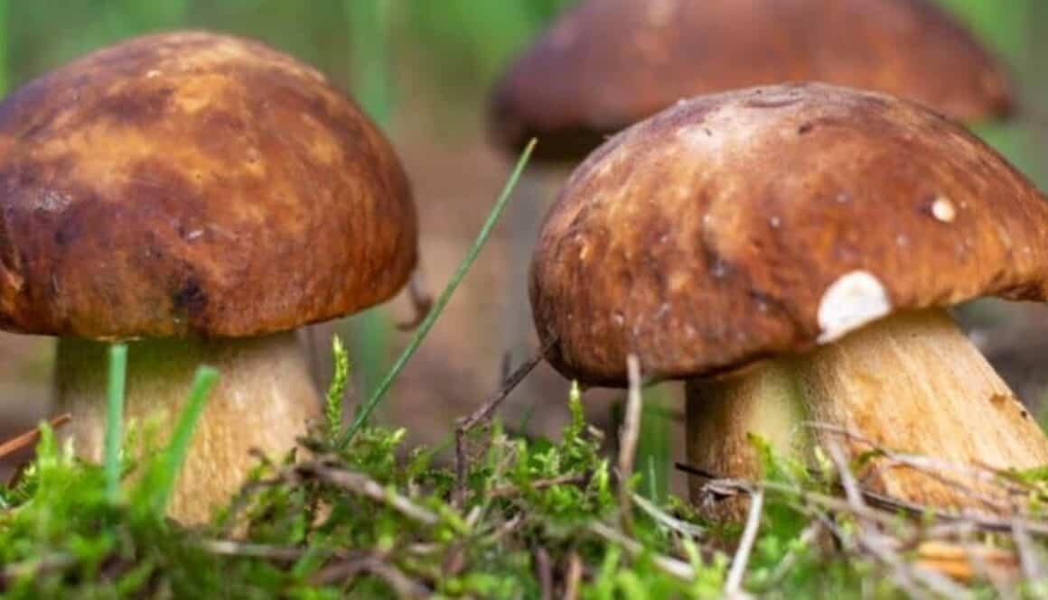 Grzyby – podstawa wigilijnego stołu. Czy przedszkolaki mogą je jeść?